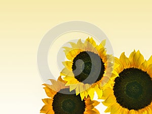 High resolution photoÂ montage of individually colour graded Sunflowers